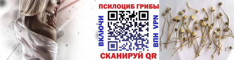 Галлюциногенные грибы прущие грибы  купить наркоту  Городовиковск 